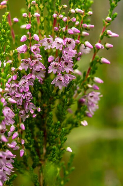 Schöner, heller, lilarosa Strauß der gemeinen Heide Calluna vulgaris