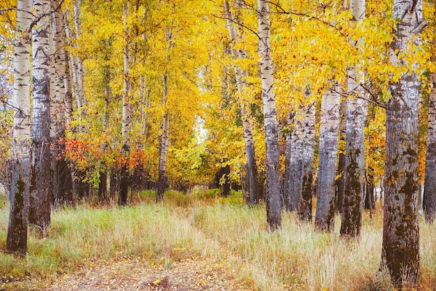 Schöner Herbst im Birkenwald in Bogolyubovo in Russland.