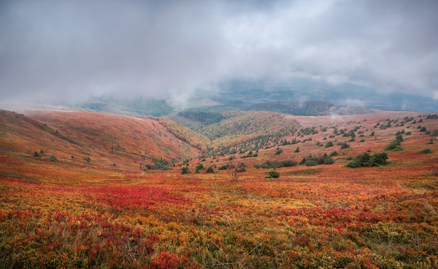 Schöner Herbst in der Ukraine. Berghügel bedeckten rote Teppichblätter