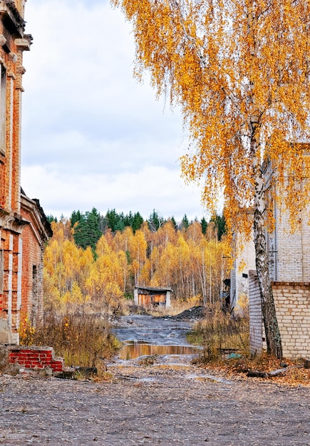 Schöner Herbst und gelbe Birken in Kaluga in Russland.