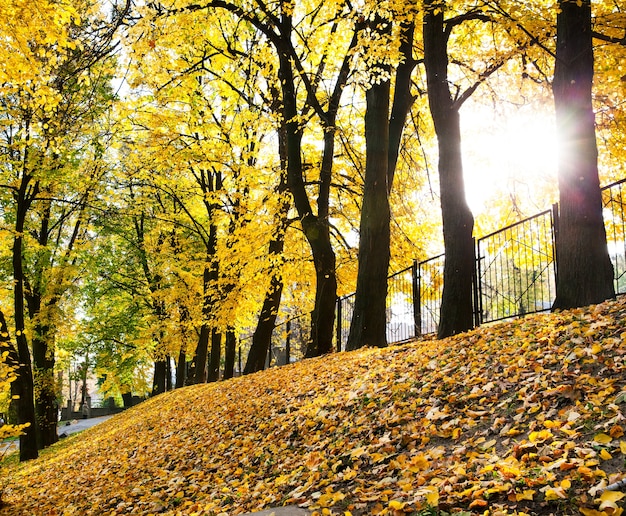 Schöner Herbst