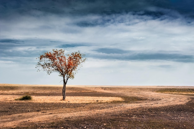 Schöner Herbstbaum auf einem Gebiet. Dramatische fantastische Landschaft