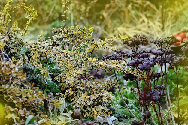 Schöner Herbstgarten und blühende Stauden Hausgarten auf dem Hinterhof des Hauses Malerisches Herbstblumenbeet in voller Herbstblüte