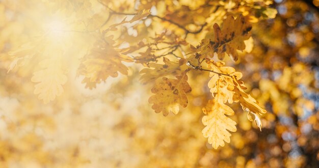 Schöner Herbsthintergrund mit goldenen Eichenblättern und Bokeh