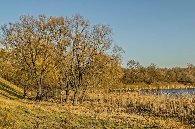 Foto schöner herbstnaturhintergrund goldherbstlandschaft