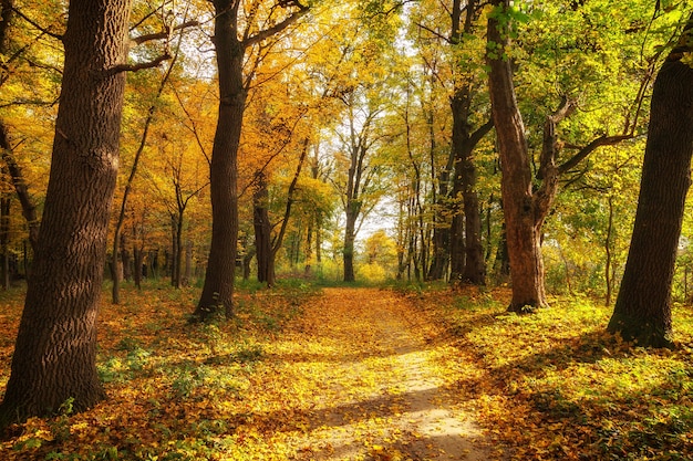 Schöner Herbstpark und indische Sommerlandschaft