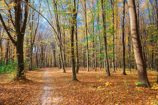 Schöner Herbstpark. Wald im Herbst.