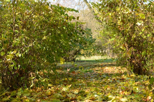 Schöner Herbstpark