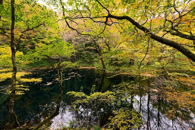 Schöner Herbstsee und -wald