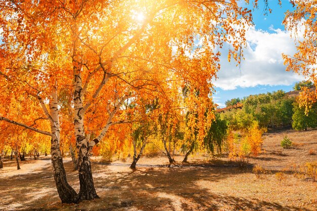 Schöner Herbstwald am sonnigen Tag