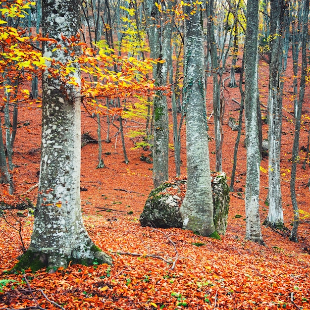 Schöner Herbstwald im Park mit gelben und roten Bäumen