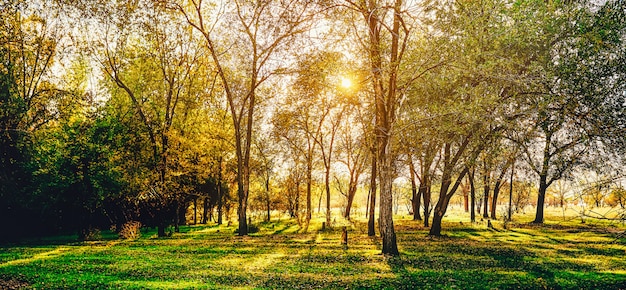 Schöner Herbstwald im Sonnenlicht