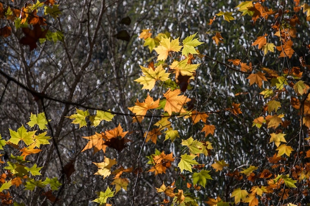 Schöner Herbstwald in der Monchique Region, Portugal