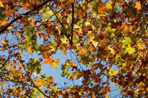 Schöner Herbstwald in der Monchique Region, Portugal