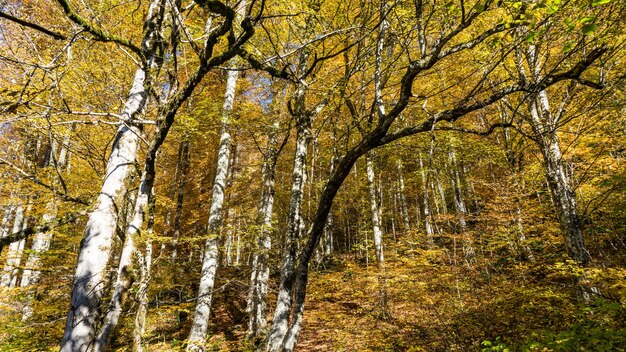 Schöner Herbstwald. Krasnaja Poljana, Russland.