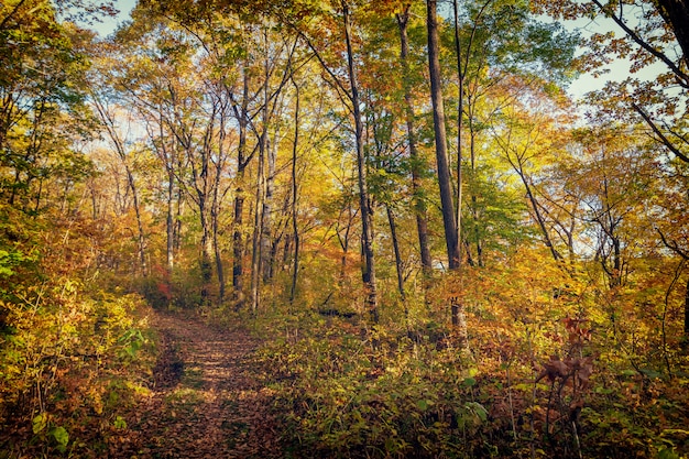 Schöner Herbstwald mit bunten Bäumen und einem schmalen Pfad