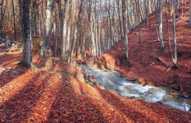 Schöner Herbstwald mit Fluss in den Krimbergen bei Sonnenuntergang