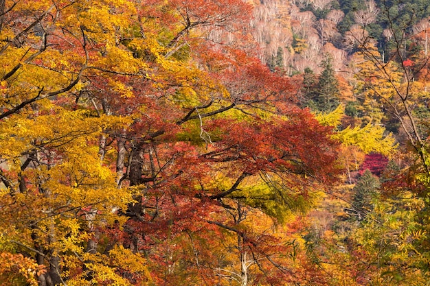 Schöner Herbstwald