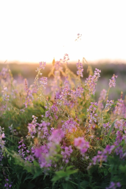 Schöner Hintergrund der schicken warmen Sommerlandschaft