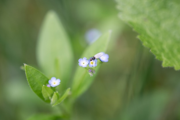 Schöner Hintergrund der Sommer- oder Frühlingsnatur. Kleine Fliege auf der bläulichen Blume. Weicher Fokus