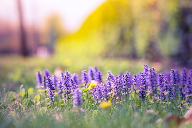 Schöner Hintergrund kleine Blumen, Naturlandschaft, Sonnenuntergang Wald und Wiesenfeld Design Frühling