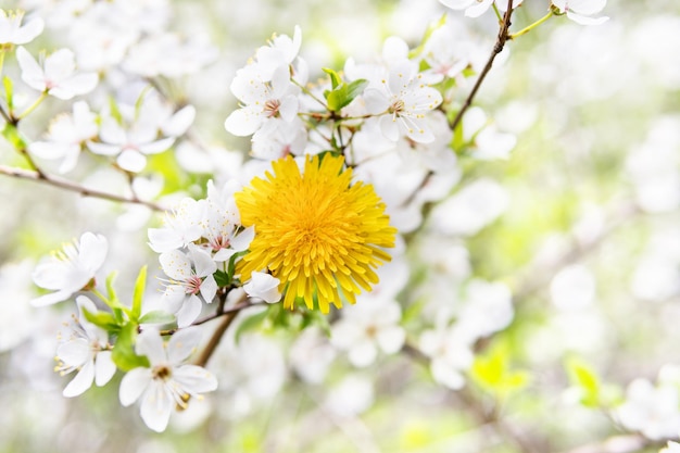 Schöner Hintergrund mit Löwenzahn unter weißer Blumenapfelblüte