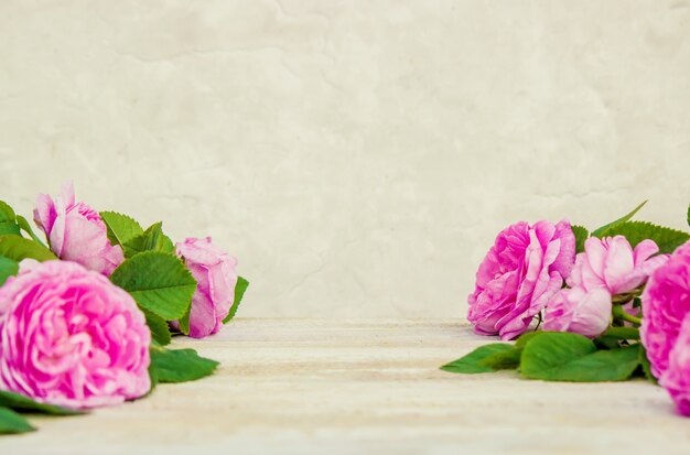 Schöner Hintergrund mit rosa Rosen. Selektiver Fokus