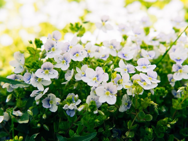 Schöner Hintergrund mit wilden Blumen Veronica filiformis Schlanker Ehrenpreis im natürlichen Lebensraum