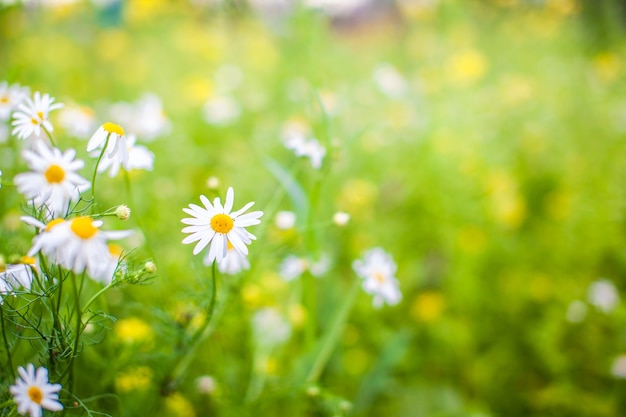 Schöner Hintergrund vieler blühender Gänseblümchen. Kamille Gras Nahaufnahme. Schöne Wiese im Frühling voller blühender Gänseblümchen mit weißgelber Blüte und grünem Gras