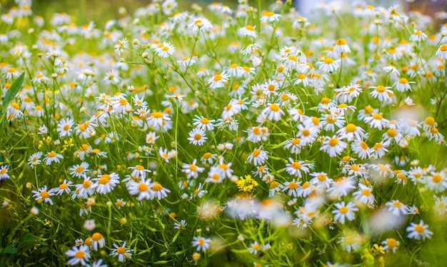 Schöner Hintergrund vieler blühender Gänseblümchen. Kamille Gras Nahaufnahme. Schöne Wiese im Frühling voller blühender Gänseblümchen mit weißgelber Blüte und grünem Gras