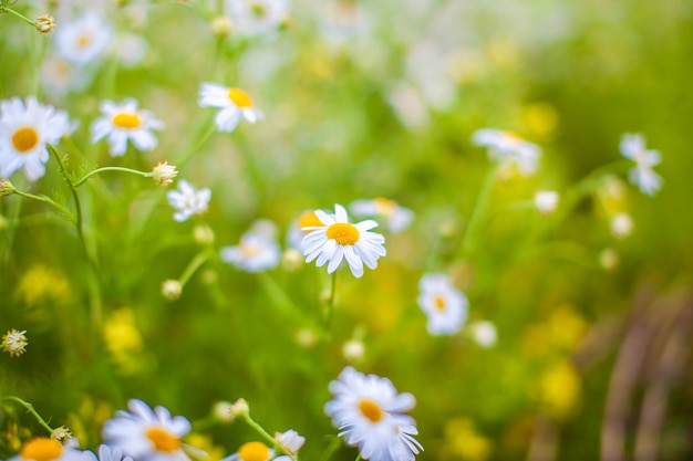 Schöner Hintergrund vieler blühender Gänseblümchen. Kamille Gras Nahaufnahme. Schöne Wiese im Frühling voller blühender Gänseblümchen mit weißgelber Blüte und grünem Gras