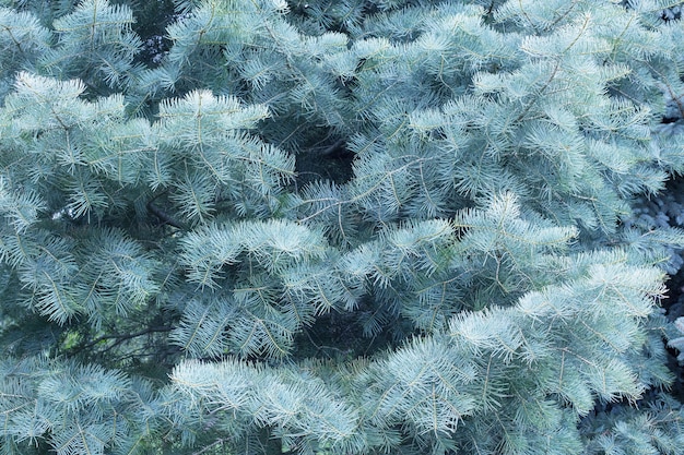 Schöner Hintergrund von Nadelbäumen