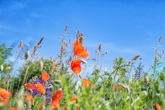 Schöner Hintergrund Wiesenblumen gegen einen blauen Himmel Sommerfoto rote Mohnblumen