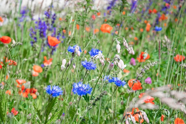 Schöner hintergrund wiesenblumen gegen rote mohnblumen des sommerfotos