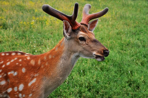 Schöner Hirsch auf einer grünen Wiese