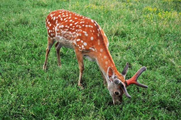 Schöner Hirsch auf einer grünen Wiese