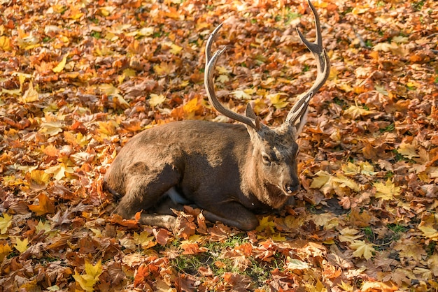 Schöner Hirsch, der auf den fallenden Blättern im Wald liegt.