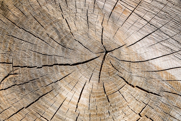 Schöner Holzbruch aus alter Eiche mit natürlicher Textur aus nächster Nähe