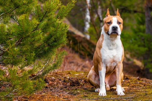 Schöner Hund American Staffordshire Terrier in der Natur im Wald. getöntes Foto