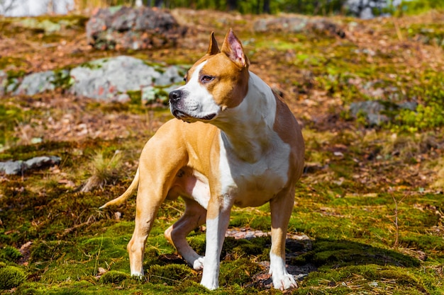 Schöner Hund American Staffordshire Terrier in der Natur im Wald. getöntes Foto