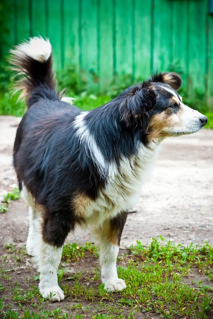 Schöner Hund auf der Straße