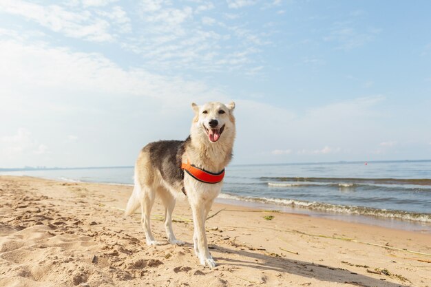 Schöner Hund, der am Strand in der Nähe von Wasser spazieren geht