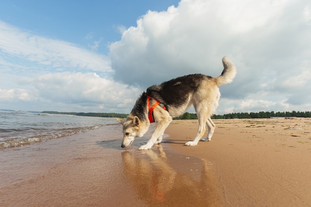 Schöner Hund, der am Strand in der Nähe von Wasser spazieren geht