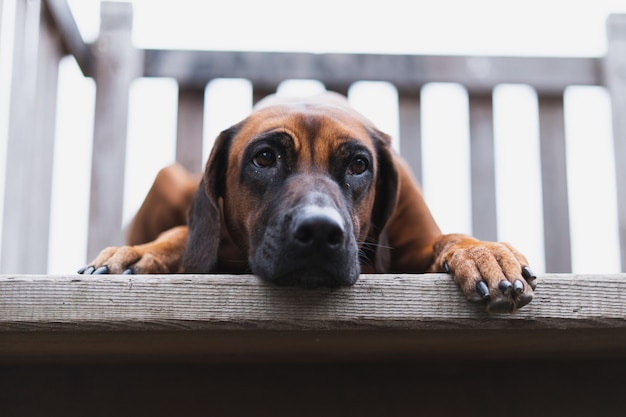 Schöner Hund, der auf Holztreppen liegt