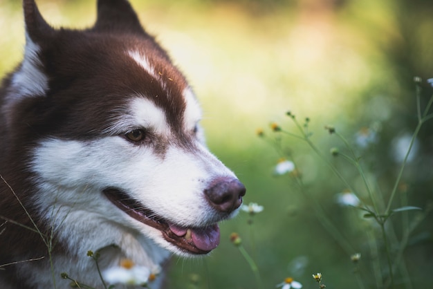 Schöner Hund des sibirischen Huskys, der in den Wald geht