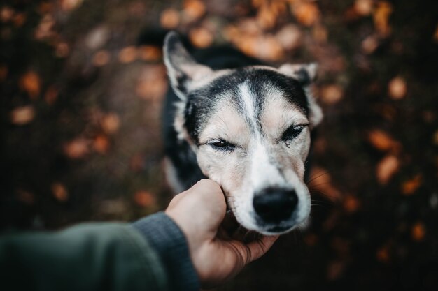 schöner Hund im Herbst ist traurig mit einem Mann