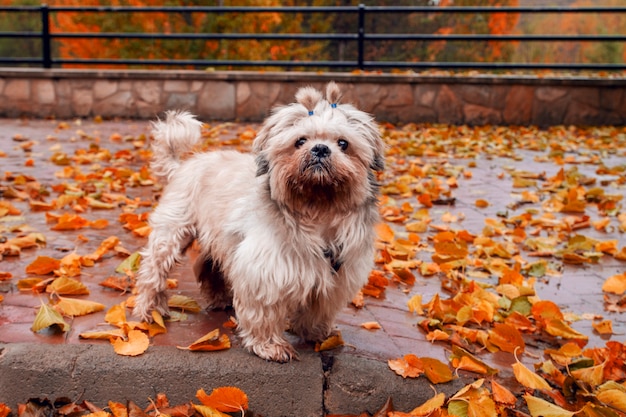 Schöner Hund im Herbst