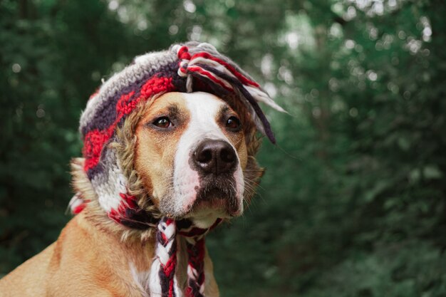 Schöner Hund in einem lustigen Hut draußen.