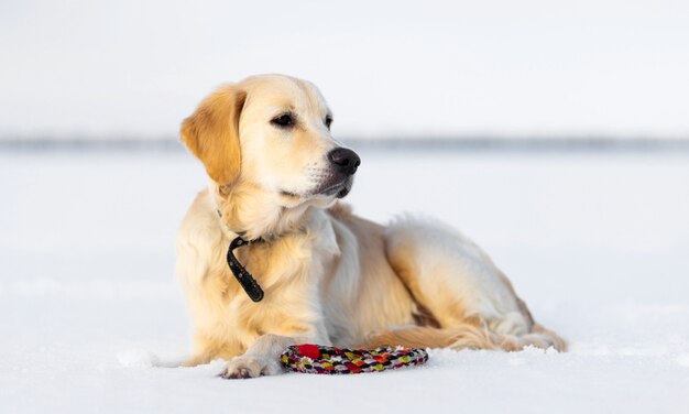 Schöner Hund mit Spielzeug ruht auf Schnee