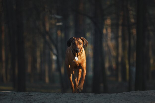 Schöner Hund Rhodesian Ridgeback im Freien